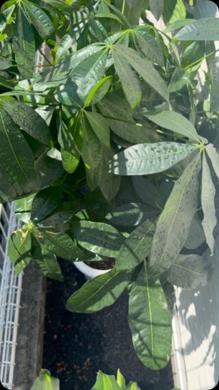 こんにちは中込です😊

天気が良かったので観葉植物を、日光浴させました✌️

新しく芽が出て来てて春になるんだなと実感しました
まだまだ寒い日が続くと思うので体調に気をつけてください😊

#福山フェード#福山スキンフェード#広島#福山#フェードカット#フェード#フェードスタイル#理容師求人#メンズカット#メンズショート#メンズベリーショート#メンズヘア#メンズスタイル#メンズパーマ#ツーブロック#メンズマッシュ#スパイキーヘア#ボックスショート#ツイスパ#ツイストスパイラルパーマ#ツイストパーマ#スパイラルパーマ#尾道#尾道カフェ#尾道観光#福山ニュートラル#barber#fadecut